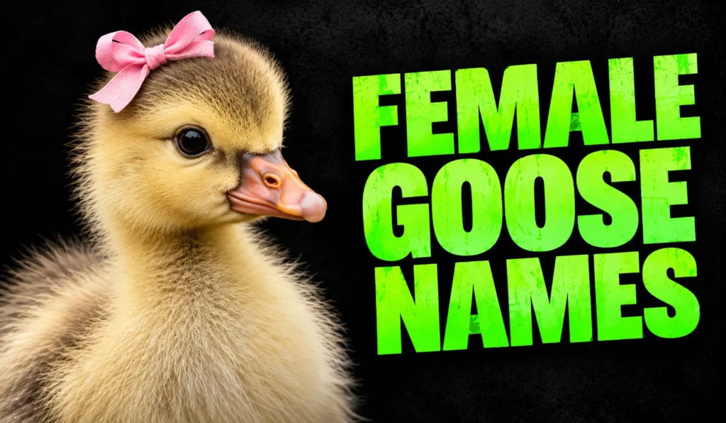 450+ Female Goose Names: Cute, Funny & Unique Ideas