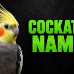 500+ Cockatiel Names: Cute, Funny & Unique Ideas