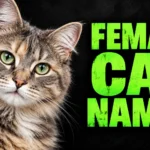 500+ Female Cat Names: Cute, Unique & Popular Ideas