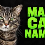 500+ Male Cat Names: Cute, Cool, and Unique Ideas