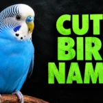 Cute Bird Names: 300+ Adorable Ideas for Your Pet