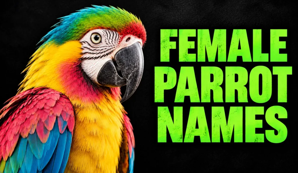 500+ Female Parrot Names: Cute, Unique & Funny Ideas