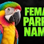 500+ Female Parrot Names: Cute, Unique & Funny Ideas