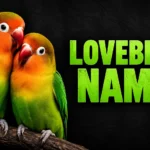600+ Lovebird Names: Cute, Funny & Unique Ideas