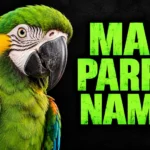 250+ Male Parrot Names: Cute, Cool, Funny & Unique